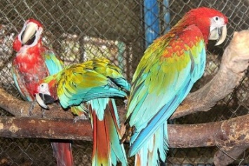 Харьковчане выбрали имена попугаям ара