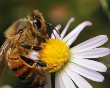 Ученые: Пестициды могут уничтожить медоносных пчел
