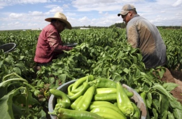 «Фермерские хозяйства в текущем виде не спасут, а погубят планету»: фермер о перспективах органической пищи