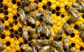 Пестициды могут угрожать пчелам
