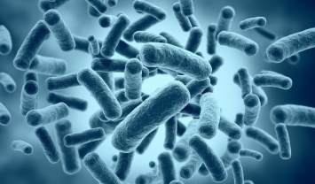 Ученые запечатлели бактериальный "флешмоб"