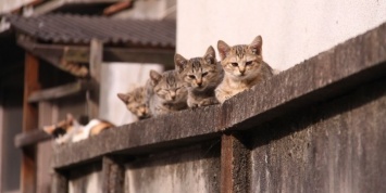 В Германии предложили ввести налог на кошек