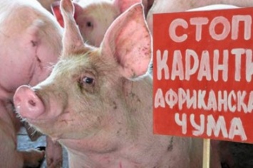 Ветеринары Покровска ужесточат меры по недопущению распространения возбудителя африканской чумы свиней