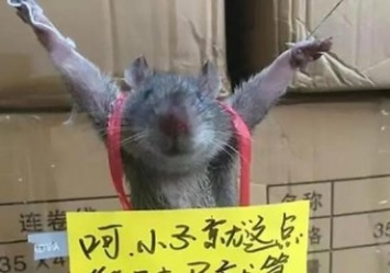 В Китае публично распяли крысу за воровство риса
