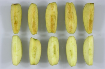 В США стартуют продажи нетемнеющих ГМО-яблок