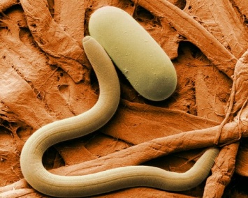Ученые: Плоский червь выживает после замораживания