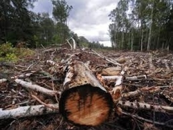 На Херсонщине браконьеры продолжают уничтожать лес