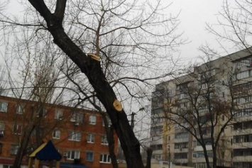 Депутаты предлагают наложить запрет на обрезку деревьев (ФОТО,ВИДЕО)