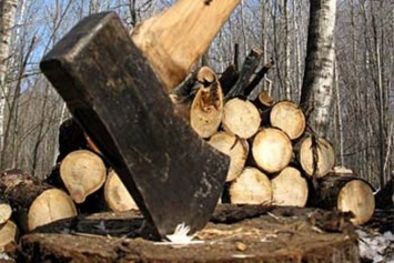Катастрофические темпы: объемы вырубки деревьев в Николаеве увеличились втрое