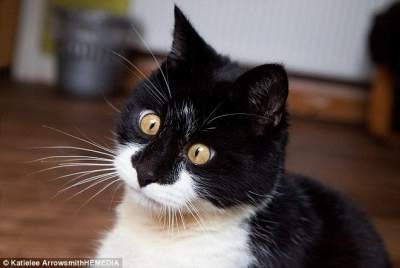 Обнародованы фотографии кота с необычным косоглазием