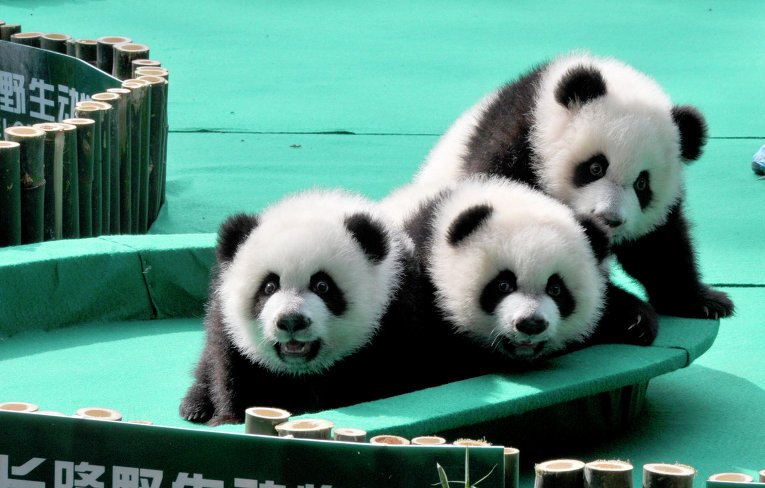 Хит сети: панды-тройняшки отметили свой первый день рождения (ВИДЕО)