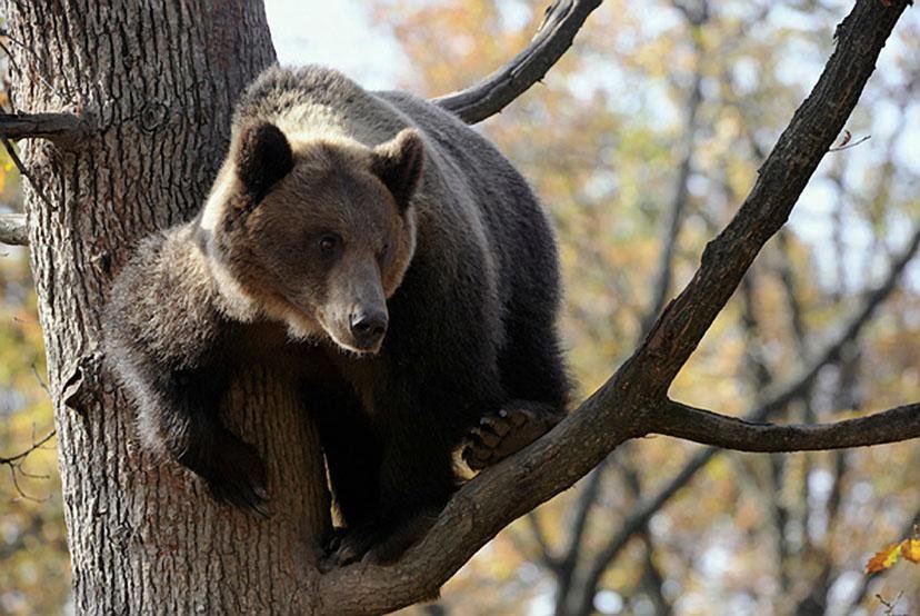 В Пермском крае медведь загнал на дерево местного жителя