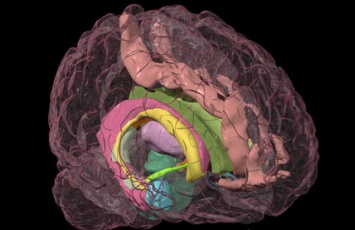 Ученые нашли в мозгу баланс между ускорением и торможением тела человека