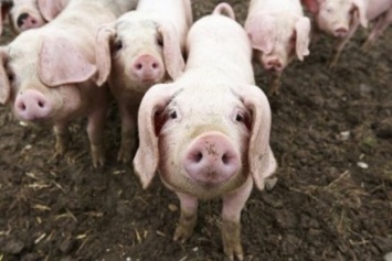 В Днепропетровской области усилили контроль за поголовьем свиней