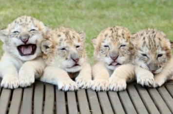 В Великобритании белый лев и тигрица родили лигренка