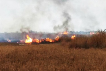 Браконьеры устроили пожар в парке «Тузловские лиманы», чтобы подстрелить побольше животных