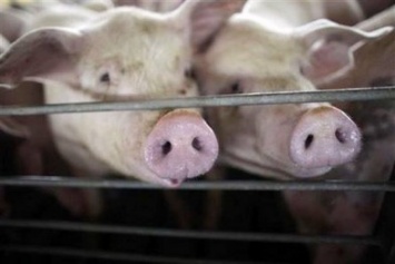 На Луганщине в полицию доставили 130 свиней