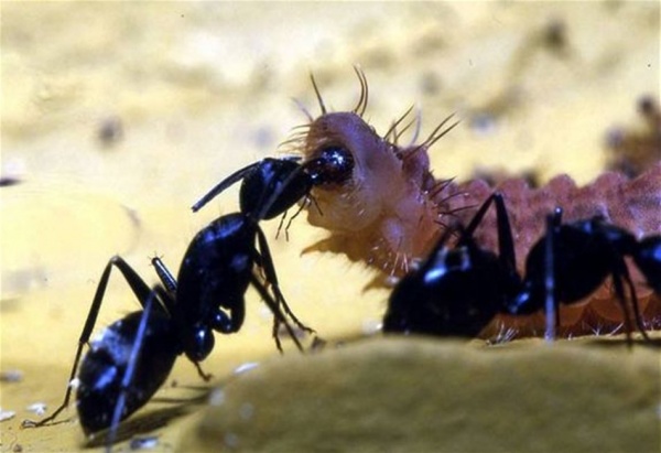 Гусеницы своими выделениями заставляют муравьев защищать их