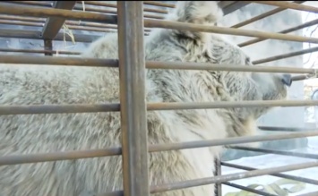 В Васильевском зоопарке поселилась необычная медведица (ВИДЕО)