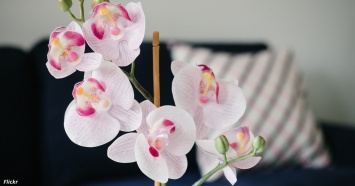 Вот 8 правил ухода за орхидеей. Соблюдайте их - и она будет цвести всегда!