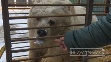В Запорожской области поселилась медведица-блондинка с янтарными глазами