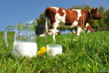 Черниговщина увеличивает производство молока