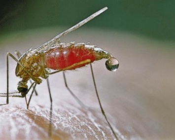 Ученые нашли еще одну вакцину по борьбе с малярией