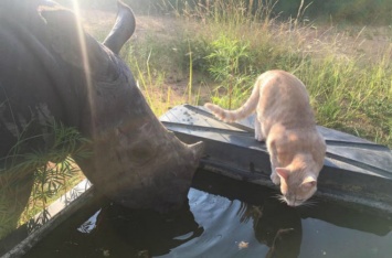 Кот стал лучшим другом осиротевшего носорога