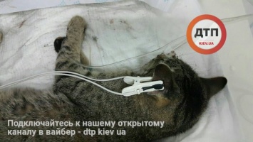 Киев! Сбор средств на лечение выжившей в драме на Срибнокильской кошки!