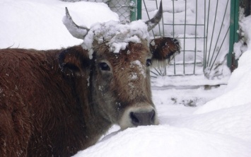 На Днепропетровщине замерзают коровы