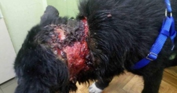 В Запорожье один охранник убил другого за издевательство над собаками