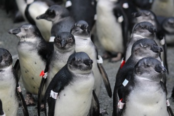 Ученые утверждают, что пингвинам угрожает вымирание