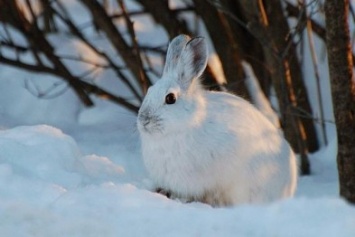 В Добропольском районе насчитали более 7,4 тысяч зайцев