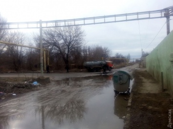 В Одессе приют для бездомных животных едва не затопили фекалиями: "Инфокс" обещает разобраться