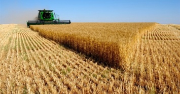 В РФ из-за дефицита пшеницы упало качество хлеба