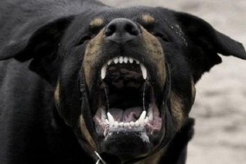 Собачники ограбили одессита, натравив на него бойцовского пса (ФОТО)