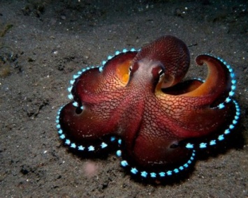 Ученые доказали внеземное происхождения осьминогов