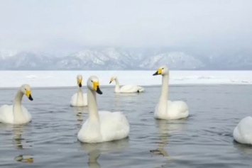 Стаю примерзших ко льду лебедей спасли в Киеве