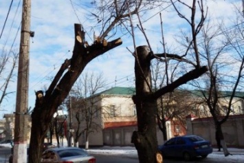 В Херсоне варварски уничтожают деревья, - городской депутат (фото)