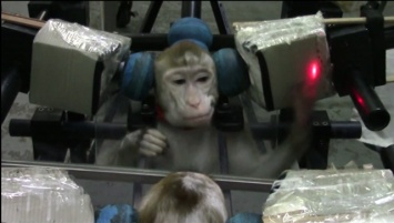 Ученые доказали, что обезьяны могут видеть себя в зеркале