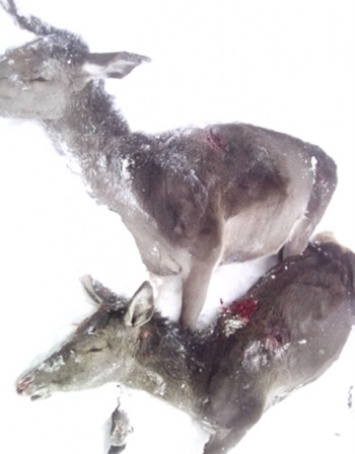 На трассе Киев - Чоп неизвестные расстреляли стадо оленей