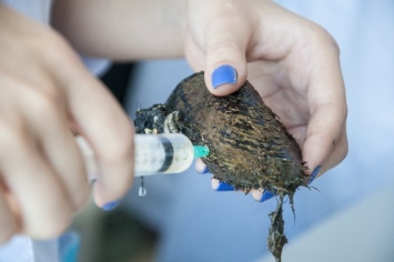 На Дальнем Востоке обнаружили моллюска, способного убивать раковые клетки