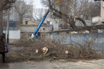 Целый квартал в Одессе лишили растительности