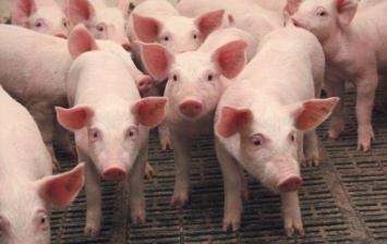 Поголовье свиней в Украине упало до исторического минимума