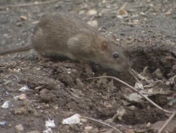 В Нью-Йорке нашествие крыс, есть погибший и раненые