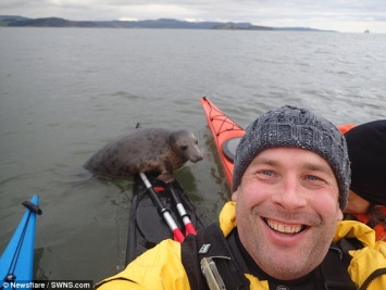 Незваный гость: тюлень чуть не потопил каяк туриста неподалеку от берегов Шотландии