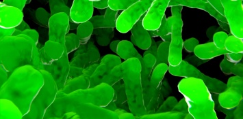 Ученые обнаружили белок, защищающий супербактерии от антибиотиков