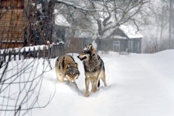 В спальном районе Запорожья поселились волки