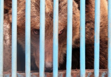 Медведицу Лялю удалось выманить из клетки днепровской зоозоны