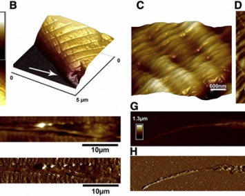 Биологи получили 3D-снимки червей-нематодов